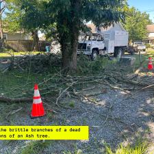 Dead-Ash-Tree-removals-and-pruning-in-Easton-MD 4